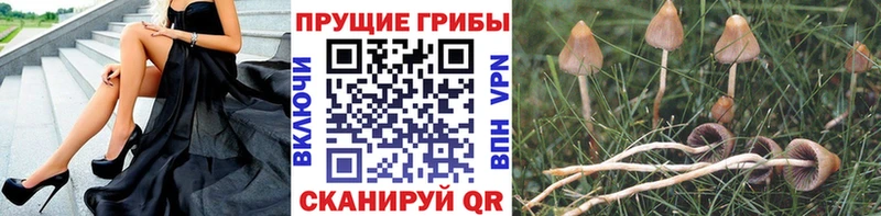 omg сайт  Шуя  Галлюциногенные грибы мухоморы 
